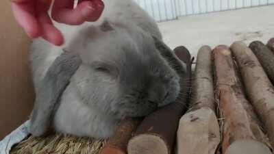 My slave can give good head pats