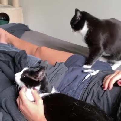 She always get Jealous whenever I pet her sis infront of her...!