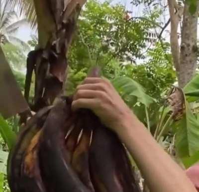 Look at that 🍌🔪