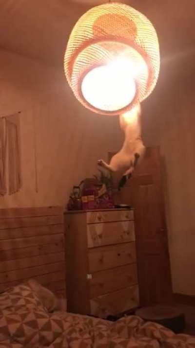 We have two sane cats. Pushed our luck getting a third.