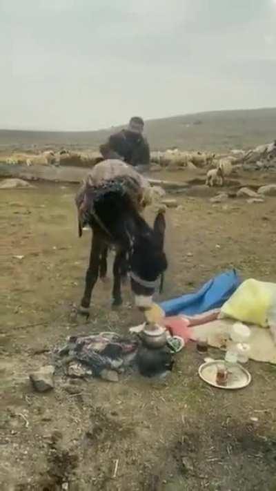 Teamwork makes stealing food easy!