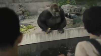 Cheers to a winning week! #ApeStrong