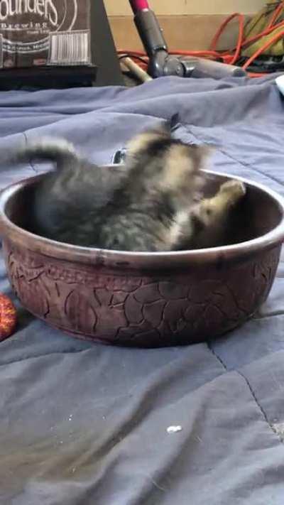 This criminal just realized her tail is attached to her hitching a free ride.