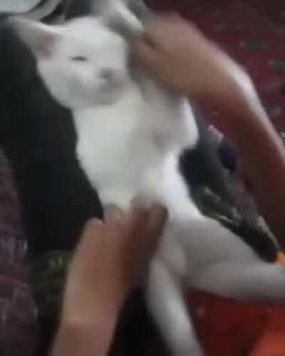 Noone:. People with cats: