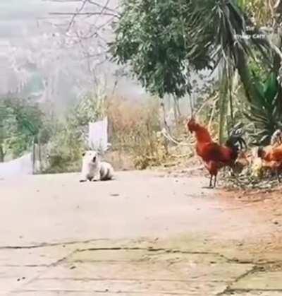 when your dog thinks he's a rooster