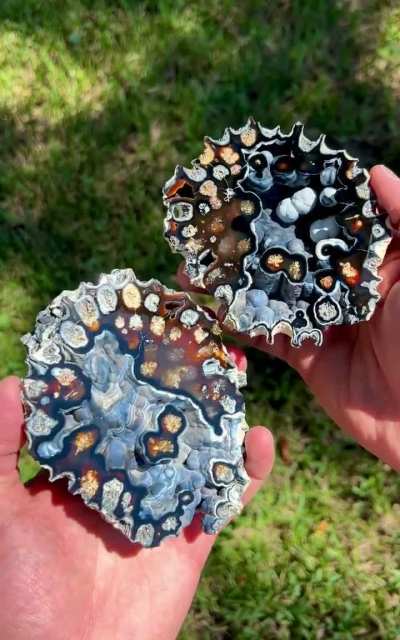 Agatized Brain Coral I found in Florida