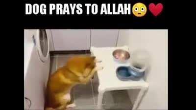 Allah dog butter Allah dog दजक्षिशब्बा लोंज़ स जाना शाहाबाद Isha's। शाह शसीससजिश्ज्श्स युद्ध क्षुजहज