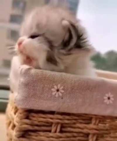 aww this cat is soo cute