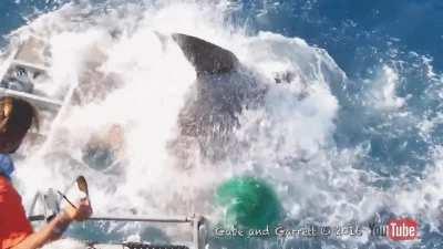 Evil men trap shark in shark cage
