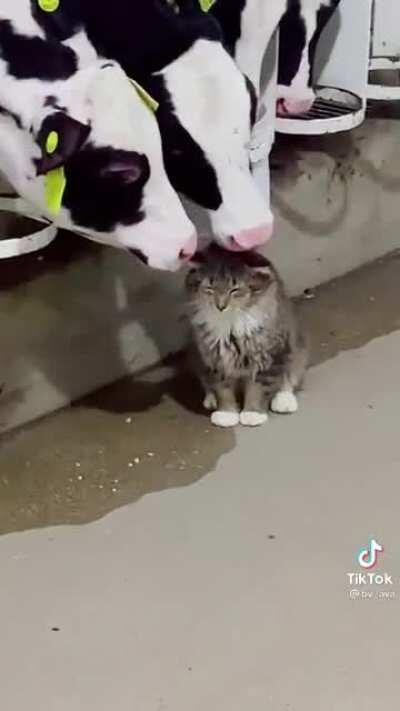 Getting his daily licks