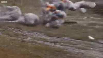 Video footage of WG CC program (leaked)