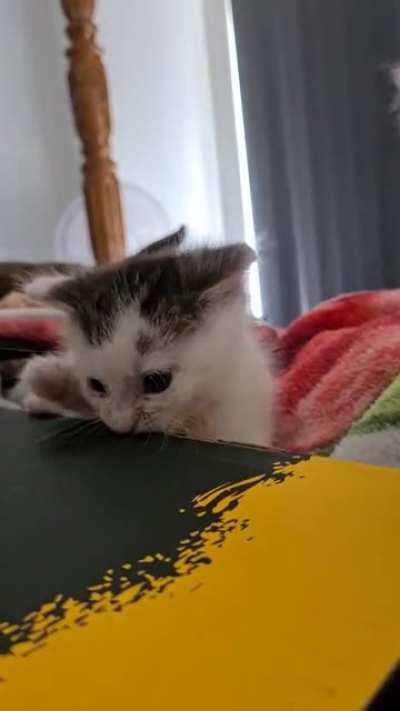 Smol. Shoebox is good for tiny teeth