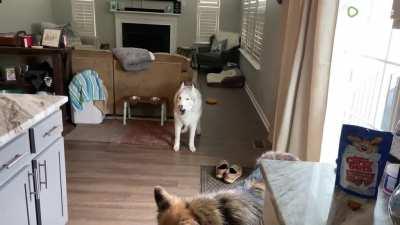 Watch this very stubborn husky demand a water bowl refill