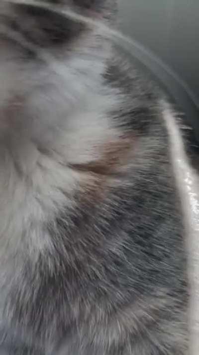 My cat soaks her toy in her water bowl then suckles on it while playing fetch, applying more water when needed. Homie behavior?