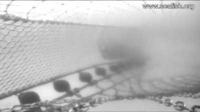 Bottom/beam trawl nets… not only terrifying, but also destructive to the seabed!