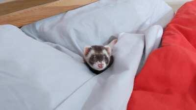 They tucked themselves into the bed