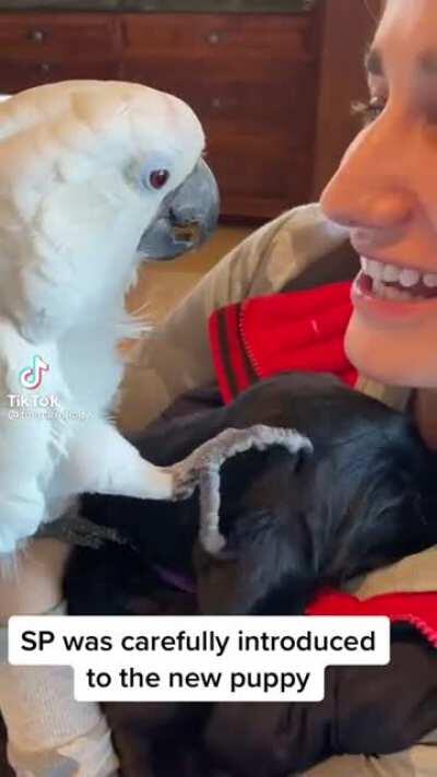 Bird meets new puppy