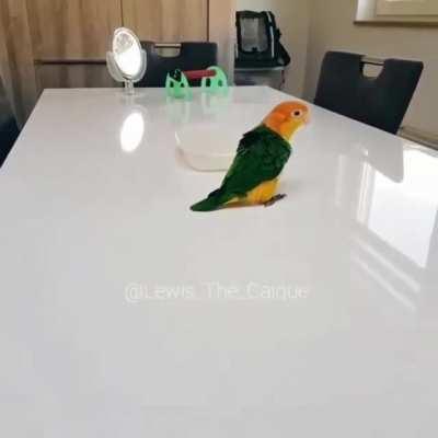 Bird does a slammy whammie dance