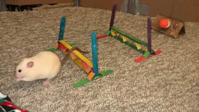 My smart pet rat Popcorn playing ratty flyball!