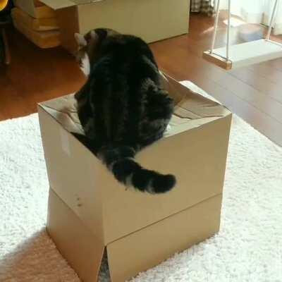 Senator Organa poor parking skills