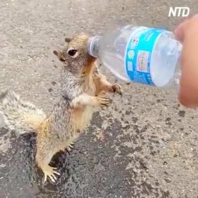 Thirsty squirrel asks water from human