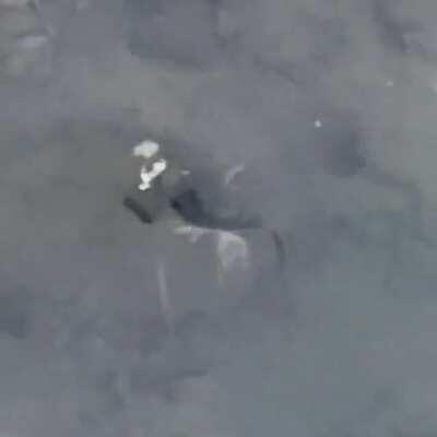 In a swampy spot in Barbados, what is this??