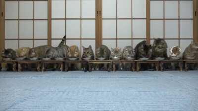 Cats surprised and escape while eating