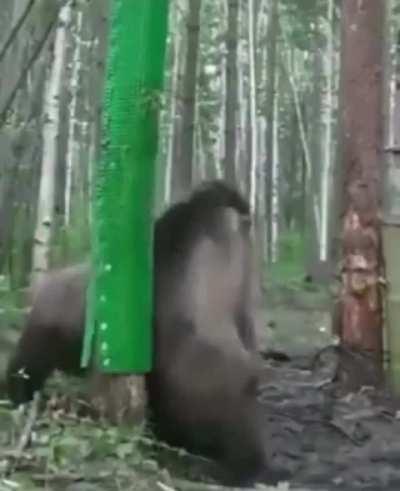 Man builds a butt scratch spot for the bears in the woods