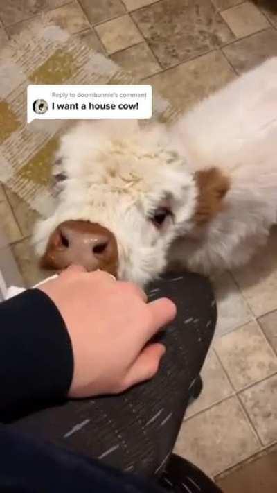 Would you like to cuddle this cutie? 😍