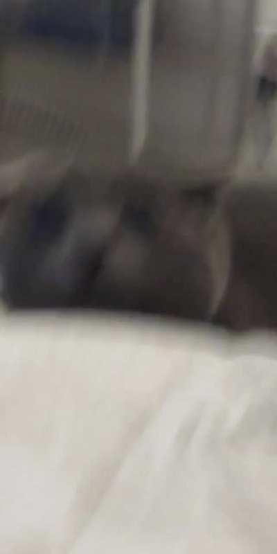 Ready to attack face...?