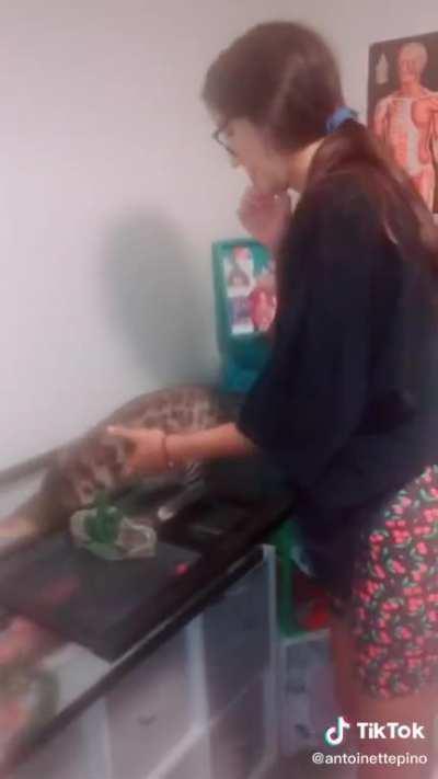 When your cat eats your gecko