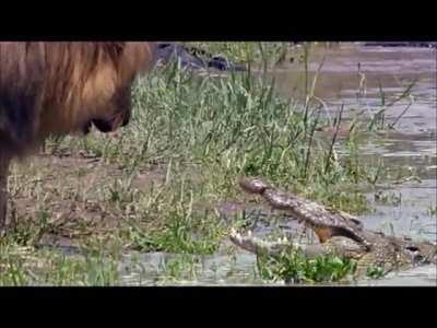 Lion Vs Crocodile