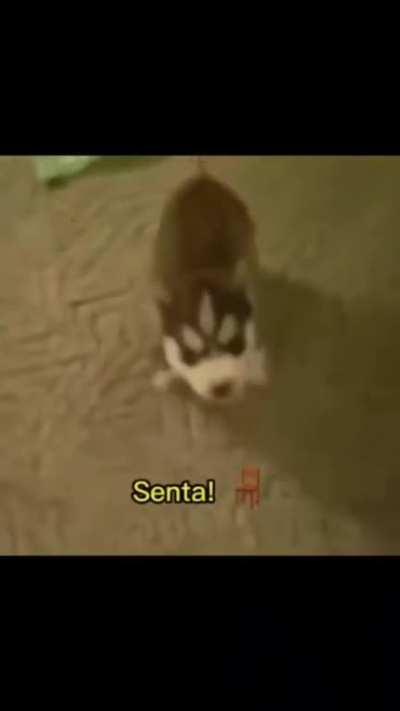 Como que eu treino o meu assim?