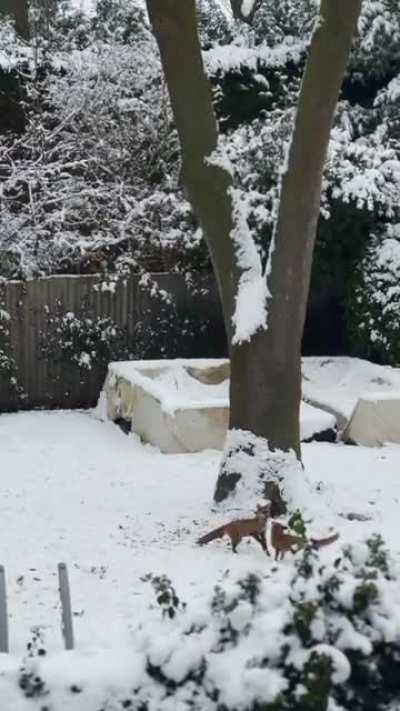 Foxes playing in the snow this morning