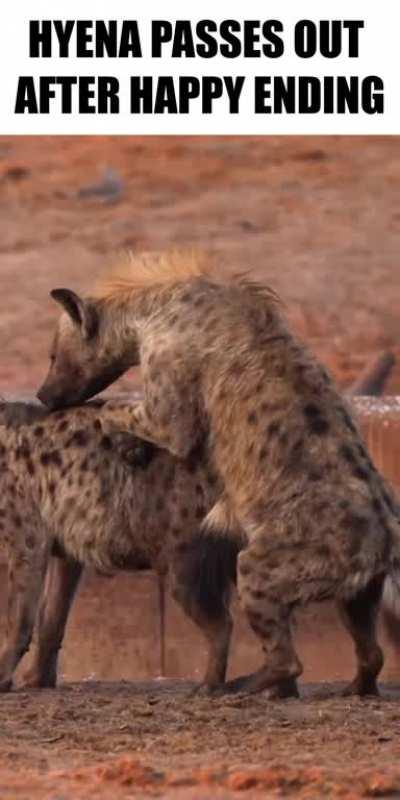 They really tried to hold in their laughter