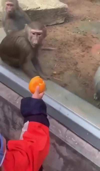 Mientras los ignorantes pescan el anzuelo, el sabio ni se inmuta