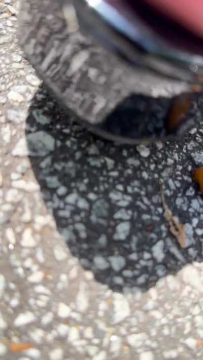 New snail crushing clips available