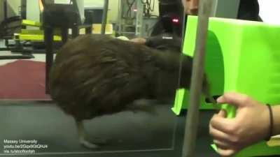 Piwi the kiwi on a treadmill (to help strengthen its legs after surgery)