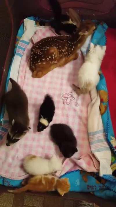 The babies are playing together so the parents can relax