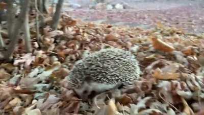 The adventures of Tupac the Hedgehog