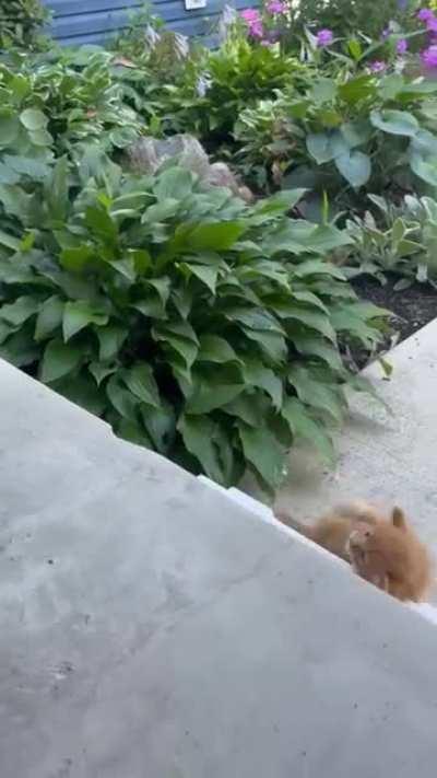 Smol cat meets big step