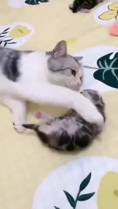 my cat has given birth to a cute cute cat what to name it tell me