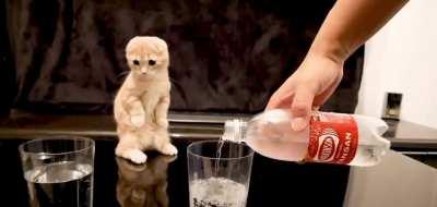 Kitty’s like “dafuq?”