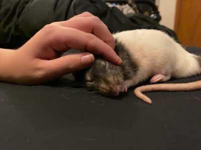 how to put tired ratty to sleep: slow ear scratches 😢