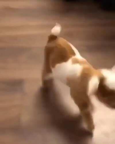 When you’re cute and you know it