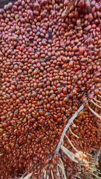 🔥 A lot of ladybugs