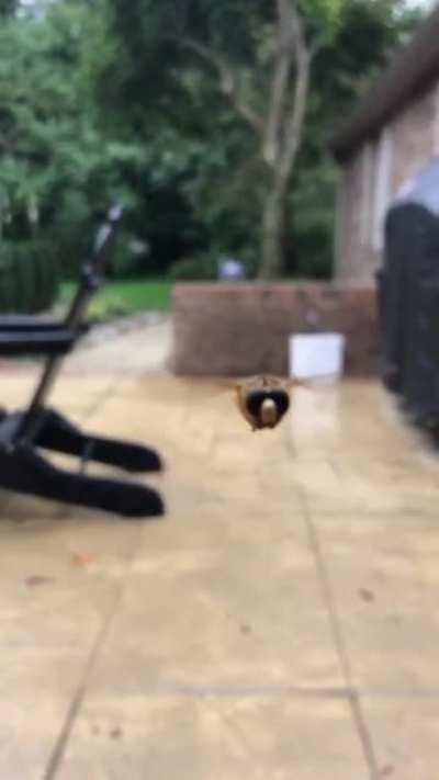 Just a neat little bee