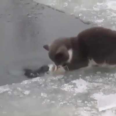 🔥 A brief display of the often unnoticed fishing skill of cats.