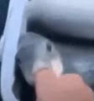 POST MORE GOD DAMMIT