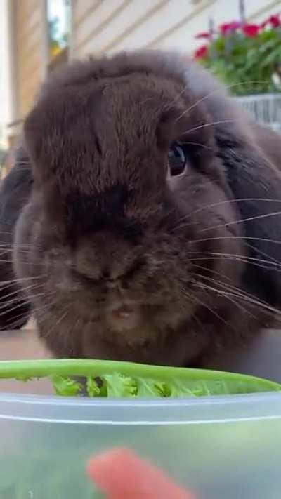 Choquito eating breakfast outside😍